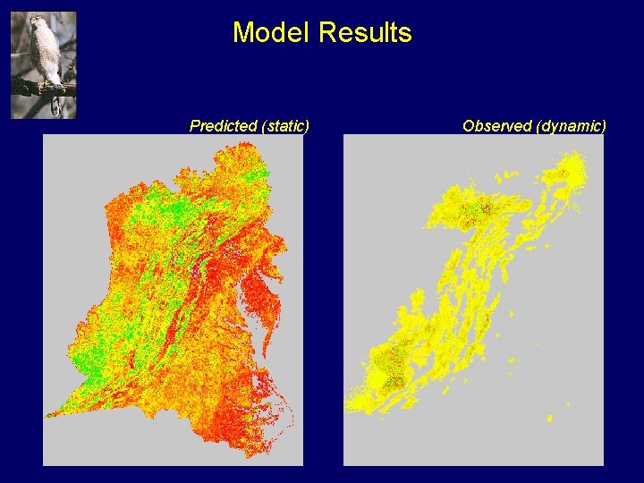 Model Results Predicted (static) Observed (dynamic) 