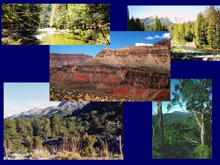 Mohican S. A. Copyright (c) 2002 Gotolatin. com 