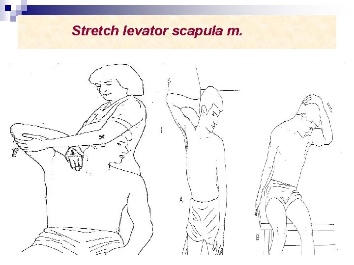 Stretch levator scapula m. 