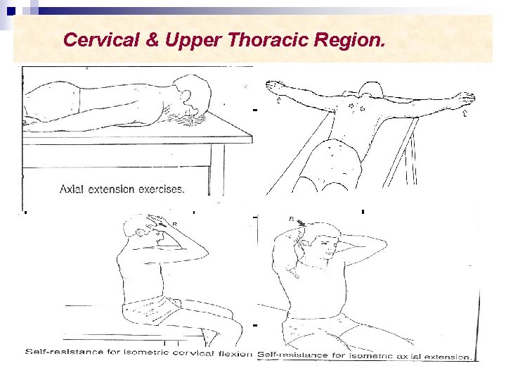 Cervical & Upper Thoracic Region. 