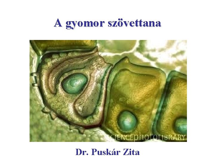 A gyomor szövettana Dr. Puskár Zita 