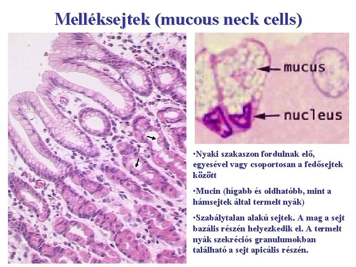Melléksejtek (mucous neck cells) • Nyaki szakaszon fordulnak elő, egyesével vagy csoportosan a fedősejtek