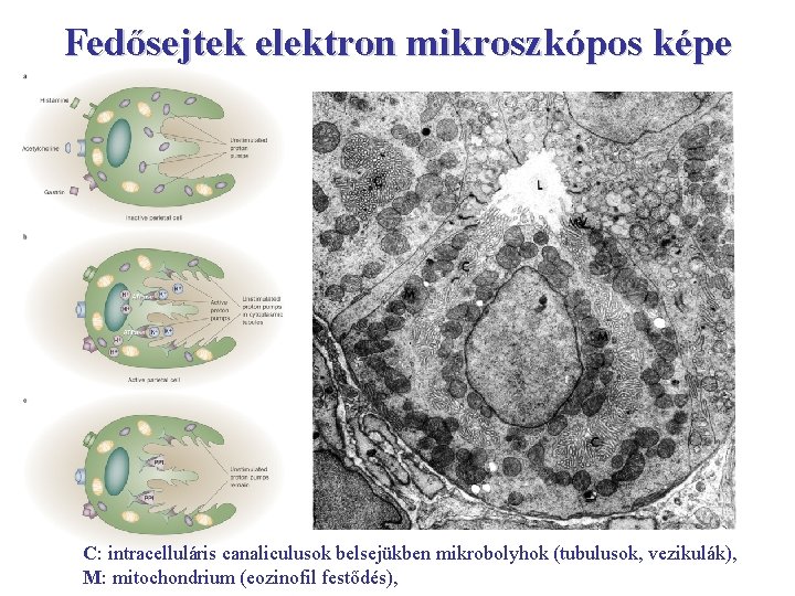 Fedősejtek elektron mikroszkópos képe C: intracelluláris canaliculusok belsejükben mikrobolyhok (tubulusok, vezikulák), M: mitochondrium (eozinofil