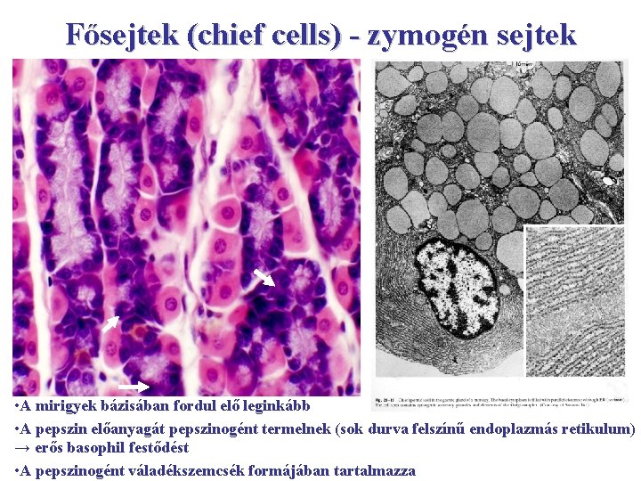 Fősejtek (chief cells) - zymogén sejtek • A mirigyek bázisában fordul elő leginkább •