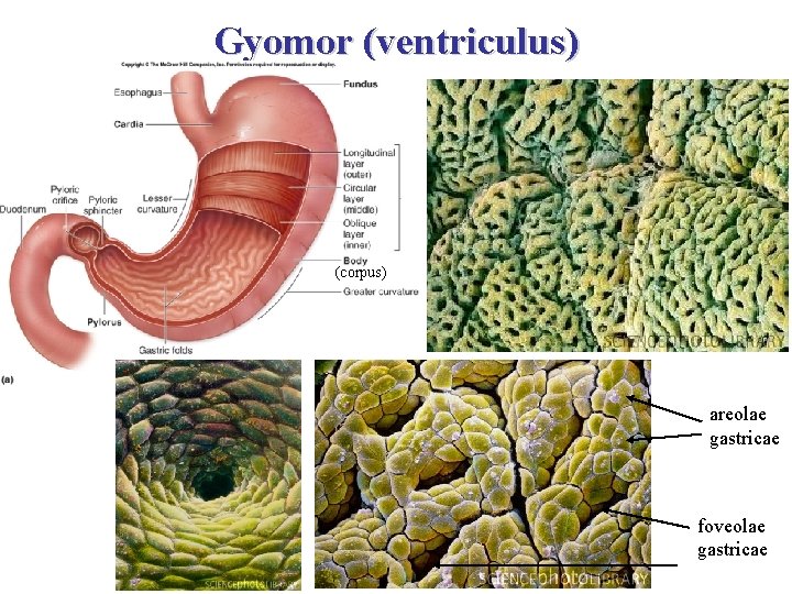 Gyomor (ventriculus) (corpus) areolae gastricae foveolae gastricae 