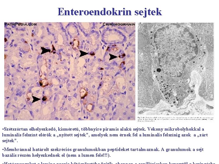 Enteroendokrin sejtek • Szétszórtan elhelyezkedő, kisméretű, többnyire piramis alakú sejtek. Vékony mikrobolyhokkal a luminalis