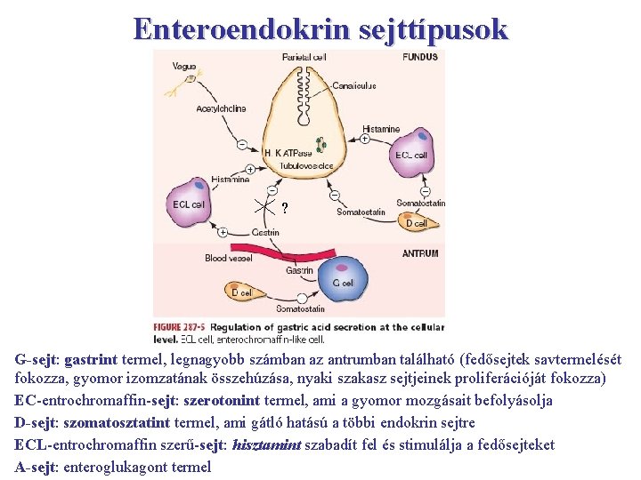 Enteroendokrin sejttípusok ? G-sejt: gastrint termel, legnagyobb számban az antrumban található (fedősejtek savtermelését fokozza,