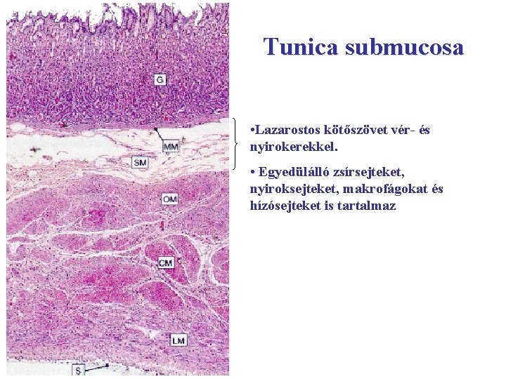 Tunica submucosa • Lazarostos kötőszövet vér- és nyirokerekkel. • Egyedülálló zsírsejteket, nyiroksejteket, makrofágokat és