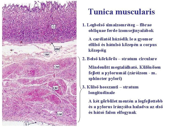 Tunica muscularis 1. Legbelső simaizomréteg – fibrae obliquae ferde izomsejtnyalábok A cardiatól húzódik le