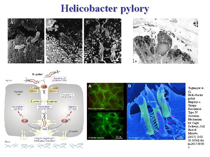 Helicobacter pylory mesothel kötőszövet Tegtmeyer et al, Helicobacter pylori Employs a Unique Basolateral Type