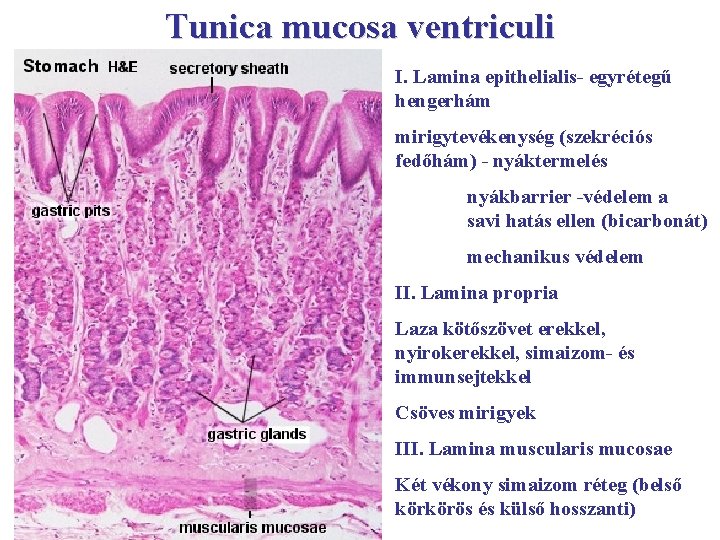 Tunica mucosa ventriculi I. Lamina epithelialis- egyrétegű hengerhám mirigytevékenység (szekréciós fedőhám) - nyáktermelés nyákbarrier