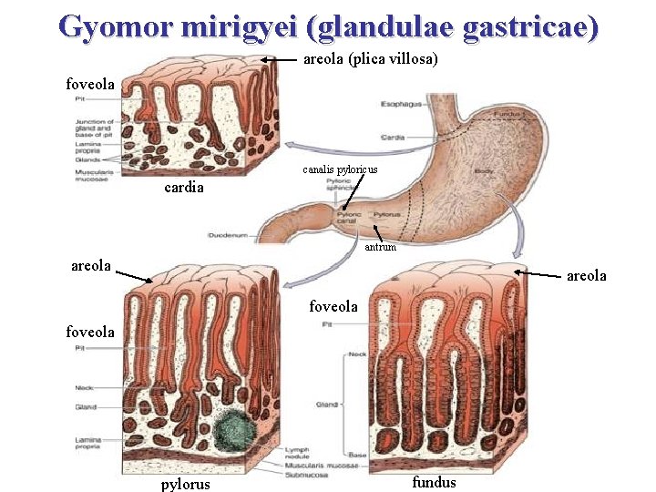 Gyomor mirigyei (glandulae gastricae) areola (plica villosa) foveola canalis pyloricus cardia antrum areola foveola
