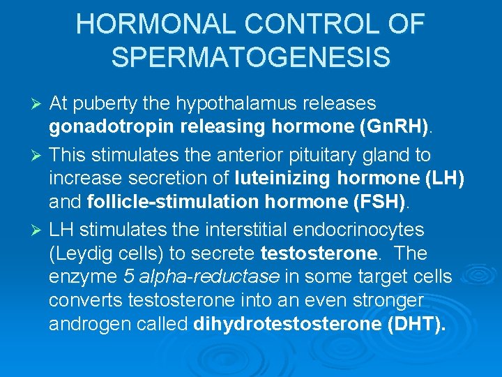 HORMONAL CONTROL OF SPERMATOGENESIS At puberty the hypothalamus releases gonadotropin releasing hormone (Gn. RH).