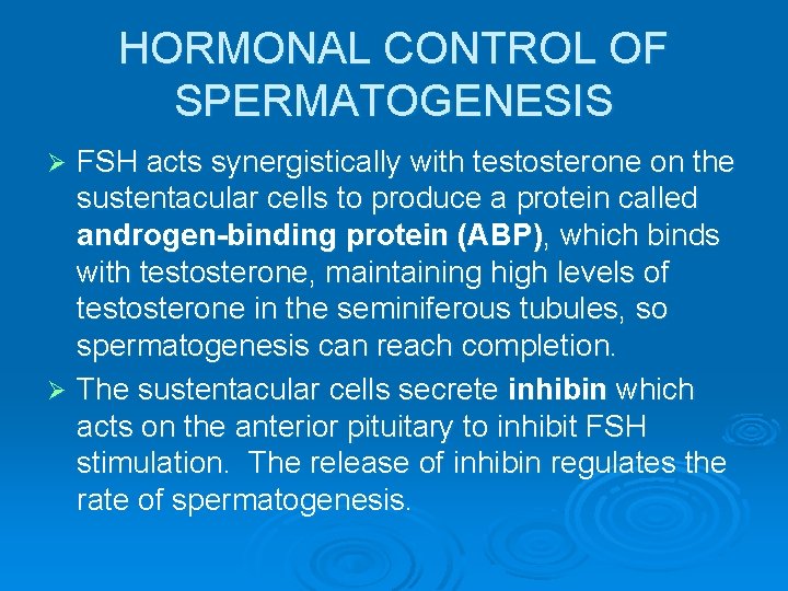 HORMONAL CONTROL OF SPERMATOGENESIS FSH acts synergistically with testosterone on the sustentacular cells to