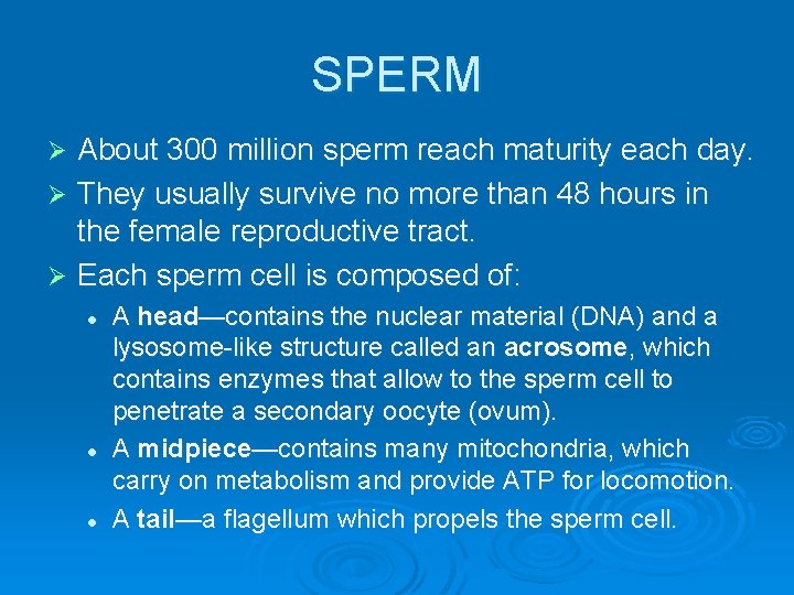 SPERM About 300 million sperm reach maturity each day. Ø They usually survive no