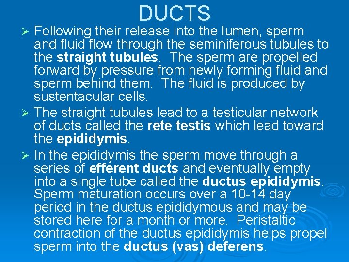 DUCTS Following their release into the lumen, sperm and fluid flow through the seminiferous