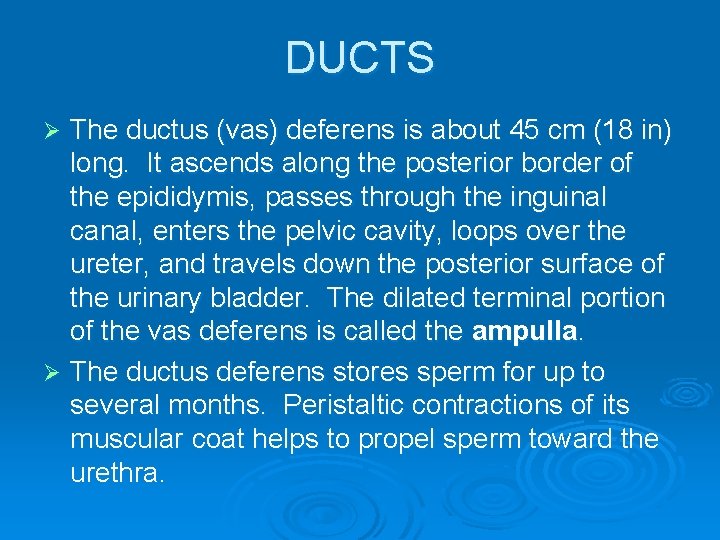 DUCTS The ductus (vas) deferens is about 45 cm (18 in) long. It ascends