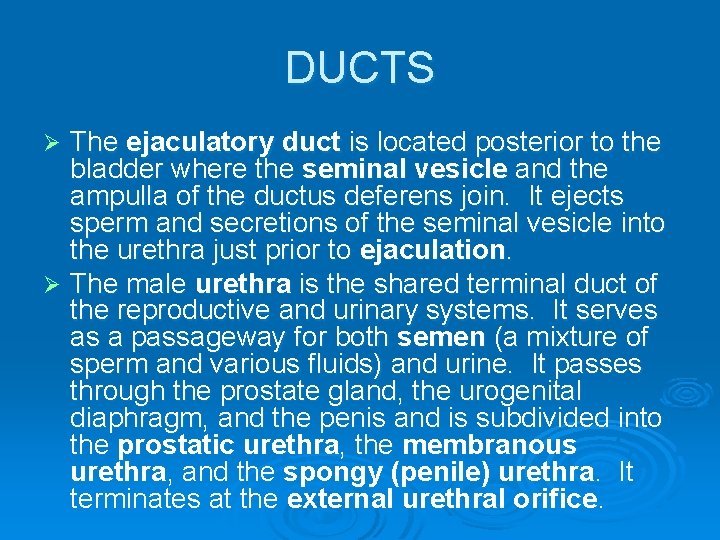 DUCTS The ejaculatory duct is located posterior to the bladder where the seminal vesicle