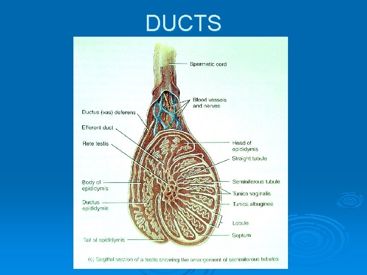 DUCTS 