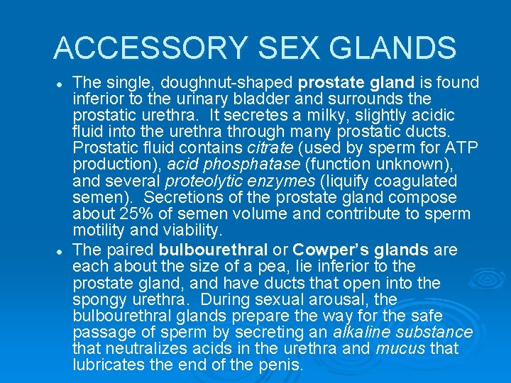 ACCESSORY SEX GLANDS l l The single, doughnut-shaped prostate gland is found inferior to