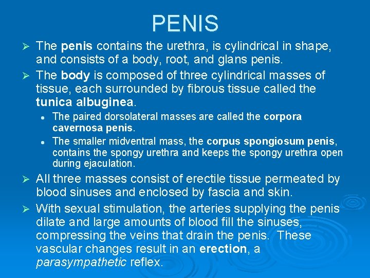 PENIS The penis contains the urethra, is cylindrical in shape, and consists of a