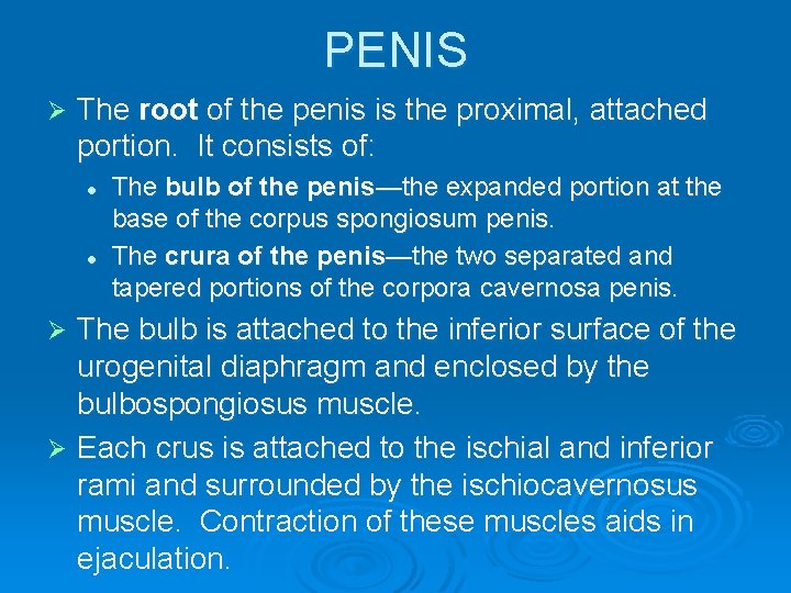 PENIS Ø The root of the penis is the proximal, attached portion. It consists