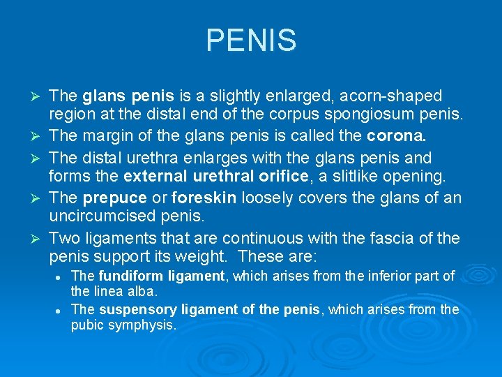 PENIS Ø Ø Ø The glans penis is a slightly enlarged, acorn-shaped region at