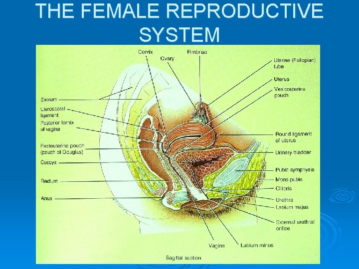 THE FEMALE REPRODUCTIVE SYSTEM 