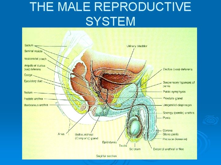 THE MALE REPRODUCTIVE SYSTEM 
