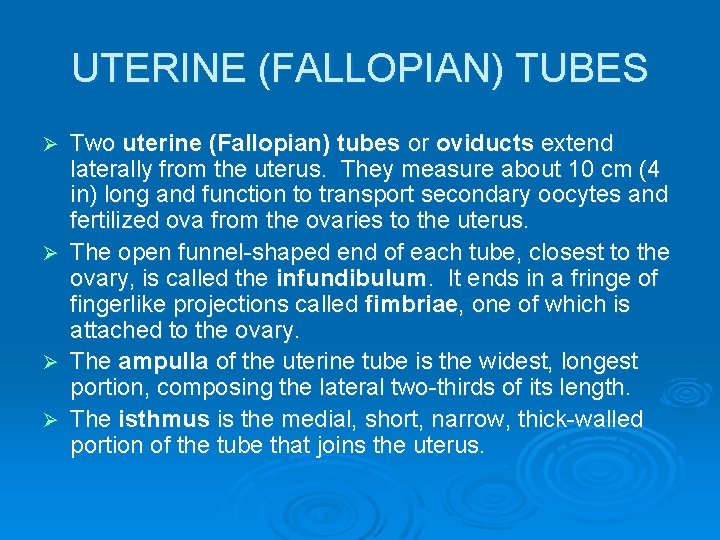 UTERINE (FALLOPIAN) TUBES Two uterine (Fallopian) tubes or oviducts extend laterally from the uterus.