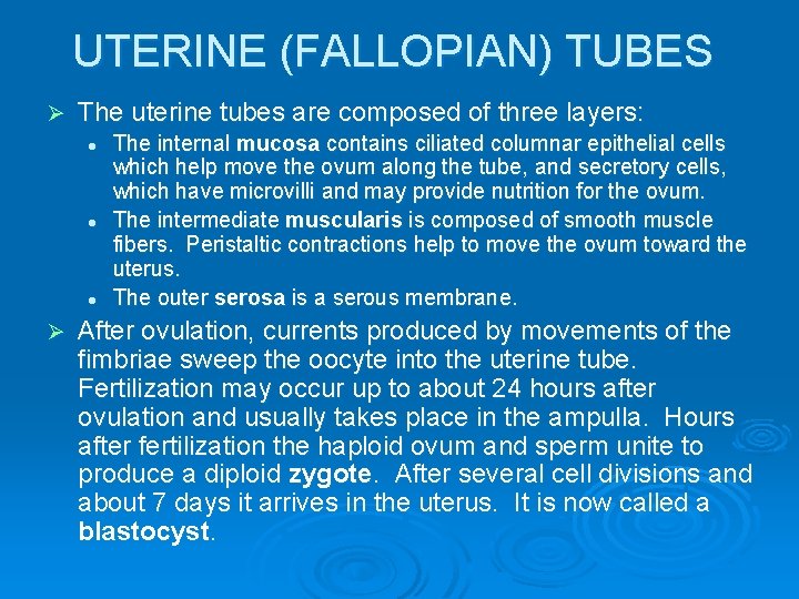 UTERINE (FALLOPIAN) TUBES Ø The uterine tubes are composed of three layers: l l