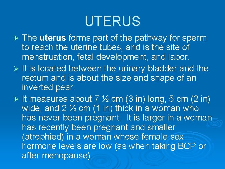 UTERUS The uterus forms part of the pathway for sperm to reach the uterine