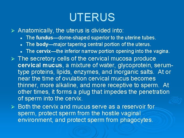 UTERUS Ø Anatomically, the uterus is divided into: l l l The fundus—dome-shaped superior