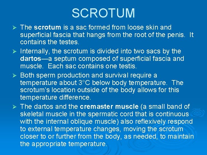 SCROTUM The scrotum is a sac formed from loose skin and superficial fascia that