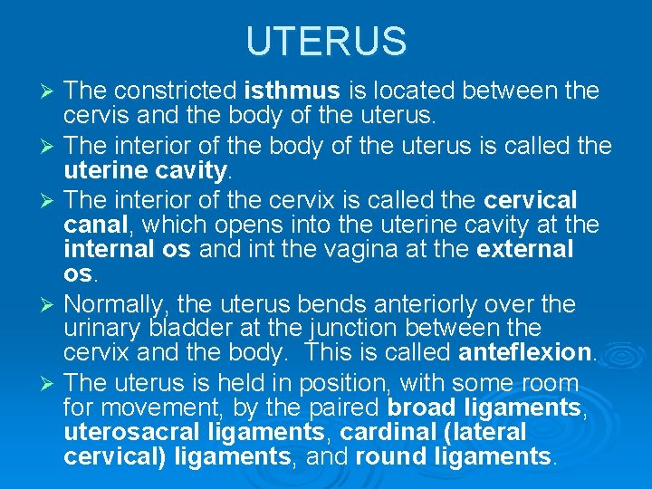 UTERUS The constricted isthmus is located between the cervis and the body of the