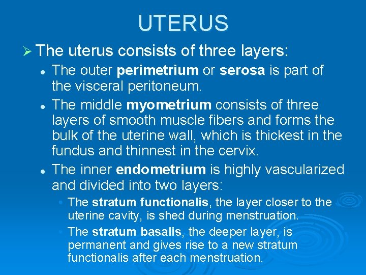 UTERUS Ø The uterus consists of three layers: l l l The outer perimetrium