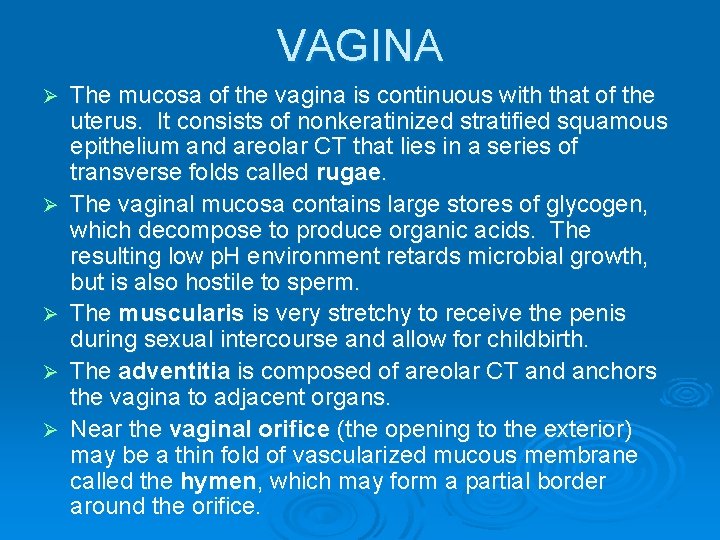 VAGINA Ø Ø Ø The mucosa of the vagina is continuous with that of