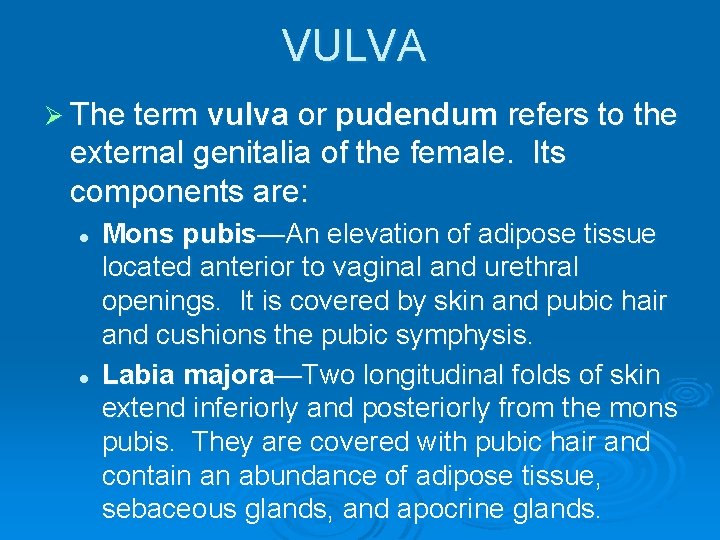 VULVA Ø The term vulva or pudendum refers to the external genitalia of the