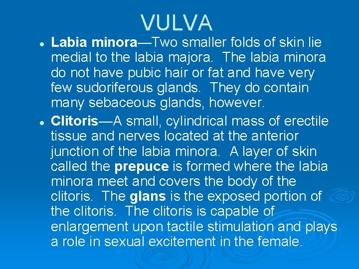 VULVA l l Labia minora—Two smaller folds of skin lie medial to the labia