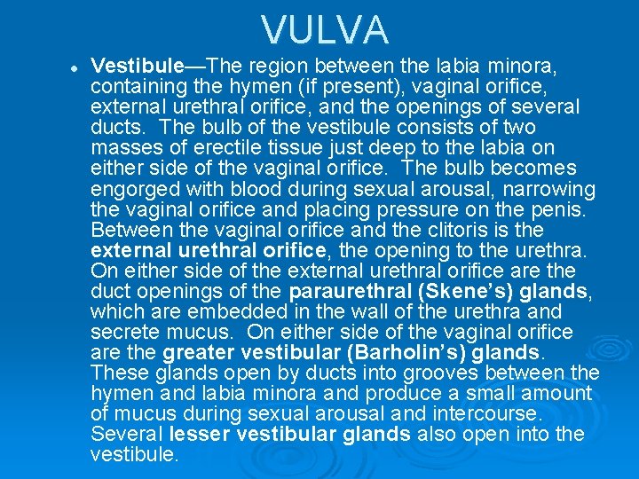 VULVA l Vestibule—The region between the labia minora, containing the hymen (if present), vaginal