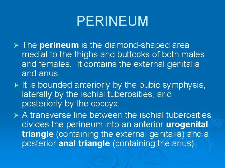 PERINEUM The perineum is the diamond-shaped area medial to the thighs and buttocks of
