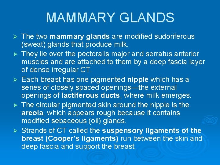 MAMMARY GLANDS Ø Ø Ø The two mammary glands are modified sudoriferous (sweat) glands