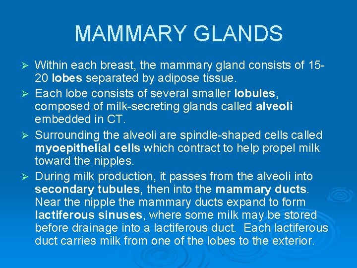 MAMMARY GLANDS Ø Ø Within each breast, the mammary gland consists of 1520 lobes