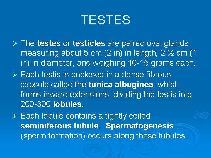 TESTES The testes or testicles are paired oval glands measuring about 5 cm (2