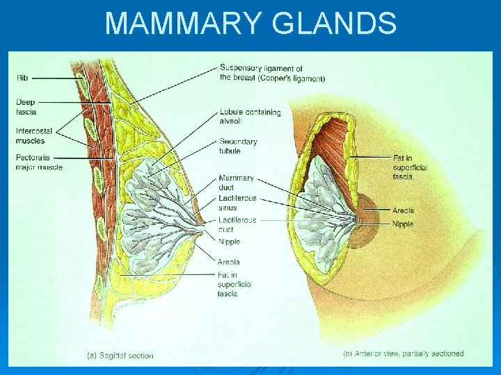 MAMMARY GLANDS 