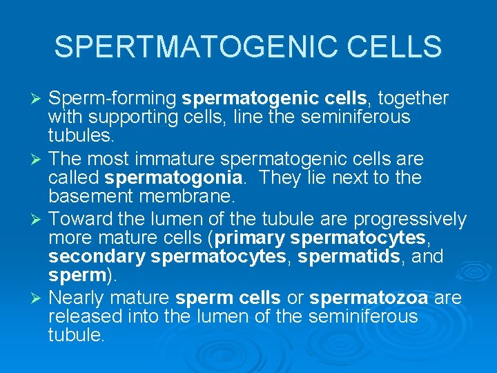 SPERTMATOGENIC CELLS Sperm-forming spermatogenic cells, together with supporting cells, line the seminiferous tubules. Ø