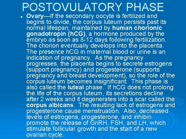 POSTOVULATORY PHASE l Ovary—If the secondary oocyte is fertilized and begins to divide, the