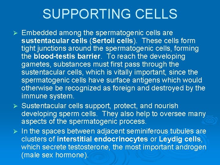 SUPPORTING CELLS Embedded among the spermatogenic cells are sustentacular cells (Sertoli cells). These cells