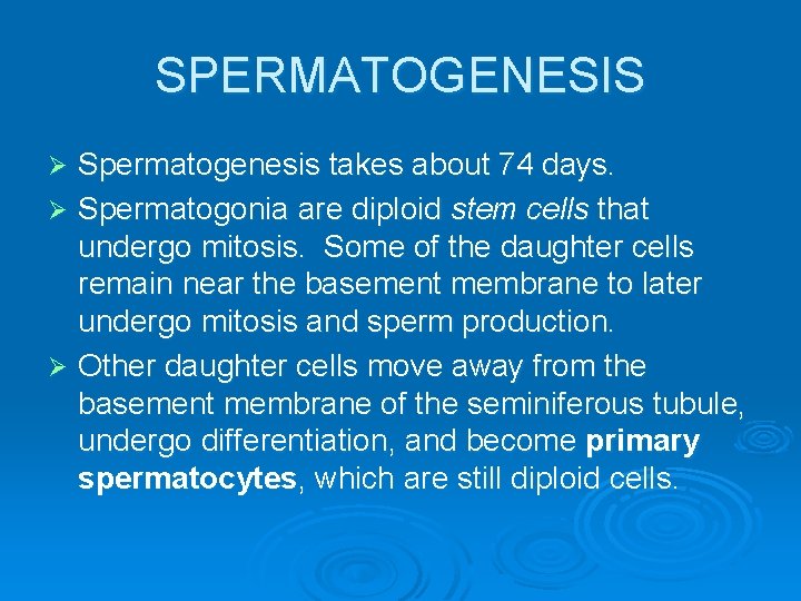 SPERMATOGENESIS Spermatogenesis takes about 74 days. Ø Spermatogonia are diploid stem cells that undergo
