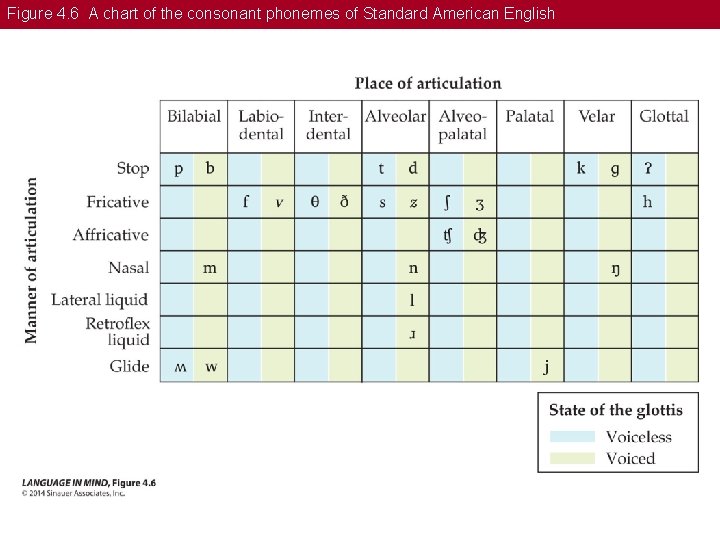 Figure 4. 6 A chart of the consonant phonemes of Standard American English 